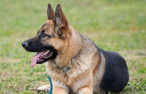 Are German Shepherds Good Guard Dogs